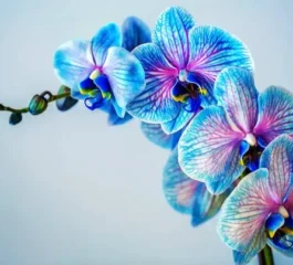 Perguntas frequentes sobre como cuidar de orquídeas
